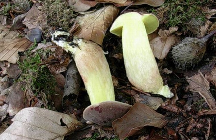 485 Novembre vecchio ritrovamento